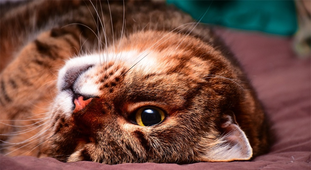 L’action Virbac progresse alors que la croissance à taux de change constants dépasse les attentes malgré l’effet devises